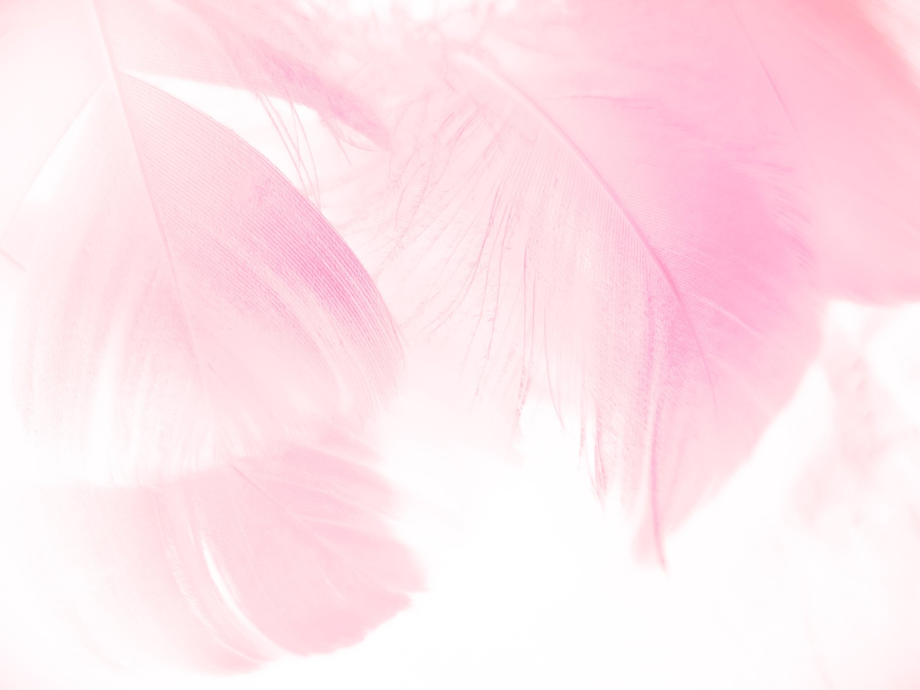 Beautiful abstract gray and pink feathers on white background,  white feather frame texture on pink pattern and pink background, feather, pink banners